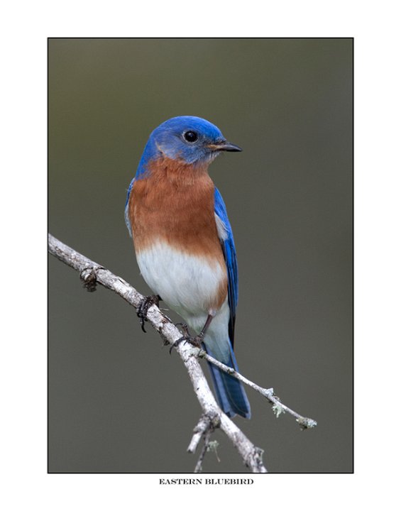 9037 eastern bluebird.jpg